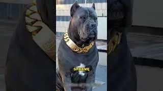 Cane Corso To Słodziak😍🐶