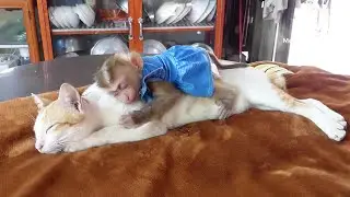 Wow Amazing!! Kitten Cat Allow Queen Zuji Hug To Sleep