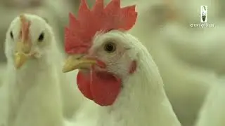 কম খরচে লাভজনক মুরগী চাষ ২০২6 | Broiler & Layer Chicken Farming in Bangla | নতুনদের জন্য খুব ভালো |