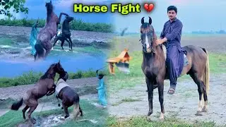 Mastana Or Red Rose Ki Fight Ho Gai || Horse Fight  || Horse Ride Mehngi Pr Gai