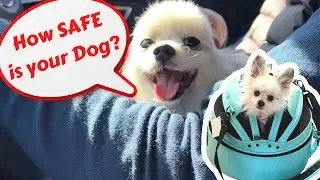 Sleepypod Car Seat for small dog | 3 in 1 Pet Carrier | Dog Bed | Car seat | Sleepypod review