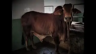Selection of the best #dairy_animals -Learn Scientific Dairy Farming Online @tepludairykings