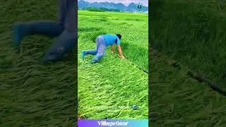 Human Lawn Roller?! 😂 This Crop Flattening is Weirdly Satisfying! #oddlysatisfying #farming #asmr