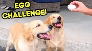 GOLDEN RETRIEVER PUPPIES TRY THE EGG CHALLENGE!