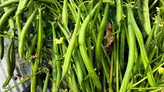SEMINIS FALGUNI BEANS 👍👌(सेमिनिस फाल्गुनी बीन्स )@agriculturethewayoflife