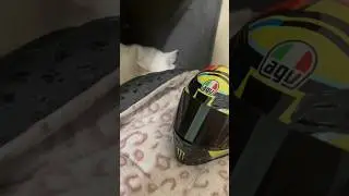 Руна как в егда на высоте #shortsfeed #cat #catvideos #shortsvideo #shorts