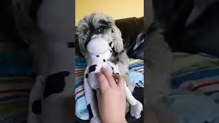 me eating my cow toy