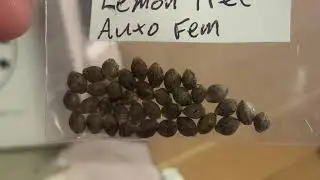 ***Mail Call*** Smoking Monkey Genetics