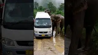 Elephant Pushes Bus Into Jungle Cliff | Shocking AI Wildlife Scene | AI-Generated