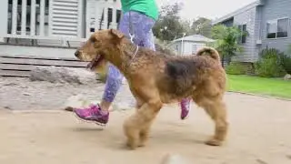 Pet Friendly Accommodation, Edithburgh South Australia | S3 Ep 8 | Pooches at Play