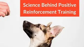 Science Behind Positive Reinforcement Dog Training
