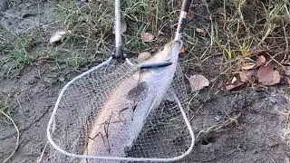 方舒說跑了米金目鱸鱸魚之後