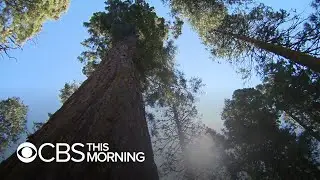 Scientists use clues from trees to put the current drought into perspective