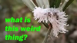 Giant Red Eye butterfly caterpillar (gangara thyrsis)