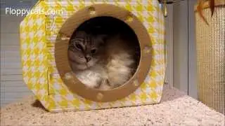 Louie's Box Designer Submarine Cat Box Bed Review - ねこ - ラグドール - Floppycats