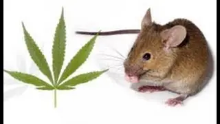 bilge rat