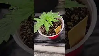 update of the autopots tray2grow  insane og, French macron, scarlet fang, fastbuds mix pack autos