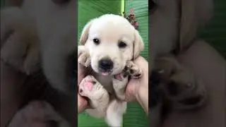 ⚠️ OMG! So Cute Dogs/Puppies  - Best Funny Dog Videos 2021 ||| Amazing Dog Videos #91