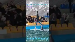 Swimming with dolphins 57#dolphin #beach #music #edm #shorts #trending #memes @ArbindNepal897
