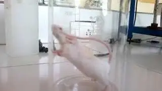 Stereotypic Behaviour of Mice by Apomorphine