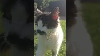 قطط كيوت #catlovers #cute #cat #cutebaby #kitten #funnycats #kitty