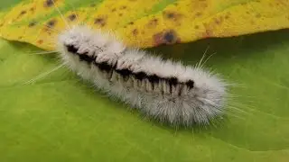 Invasive caterpillar spreads through U K