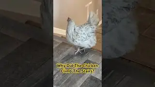 There Is A CHICKEN 🐓 In My Kitchen! 😱 #PetChicken #ChickenFarm #FreshEggs #HousePet #Chickens
