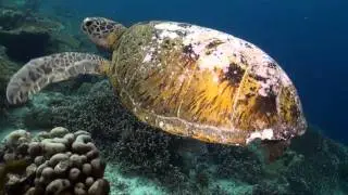 Underwater Video from Asia and  The Caribbean