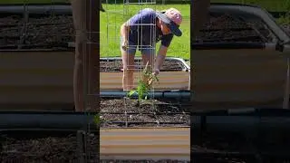 The Real Main Event?? Tomato Planting Day! #gimpartner