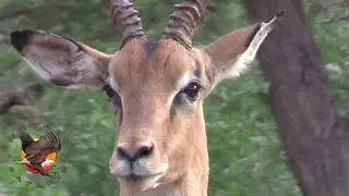Nkwazi Safaris - Wilderness Concession