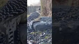 Why are birds so aggressive over food? #shortsvideo #birdbehaviour #wildnature
