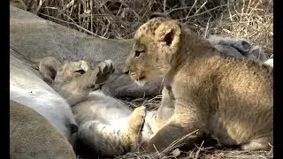 The four lion cubs on Safari Live! 24 August 2019