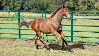 SOLD Hey Alexa ILF 2024 Trakehner Filly By Tatendrang *Ps* out of Hey Siri xx