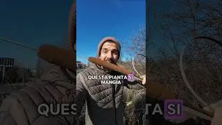 La TIFA, la pianta dei fossi che si mangia #natura #curiosit&agrave; #botanica