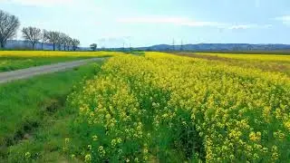 A Low Flying Drone Video Over a Rapeseed Field of Yellow Flowers in Umbria Italy in Spring of 2025