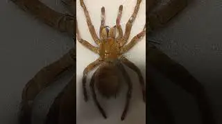 Giant Spider in Museum