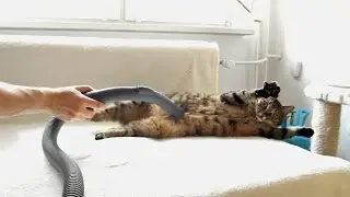 These Two  Cats Like Vacuum Cleaner