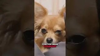 Decode Your Dog: Master Body Language & Understand Their Feelings! #shorts