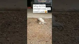 Quail and Chicken are mating! Unbelievable!! #viralvideo #animals #funnyvideo#funny