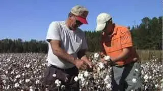 Pigweed control puts farmers in high cotton
