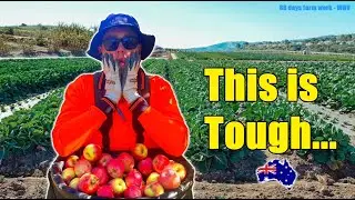 Farm Work in Australia..! 🥵 (88 days - Working Holiday Visa) 🇦🇺