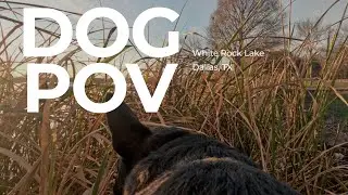 White Rock Lake Bath House Loop Complete Trail | 60-Minute Dog-Friendly Walk | Dallas, TX
