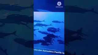 VIRTUAL IMMURSIVE PARK ( VIP ) JAWATIMUR PARK 2 #jawatimurpark #jatimpark2 #vip