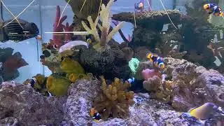 Black Onyx True Percula Clownfish