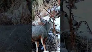 Nice heavy mule deer buck #muledeer #muledeerhunting #muley #hunting #shedseason #shedhunting