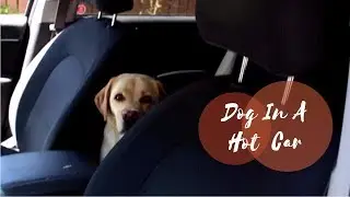 Dog Trapped In A Hot Car