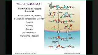 UofL Endocrinology Grand Rounds: Dr. Carolyn Klinge