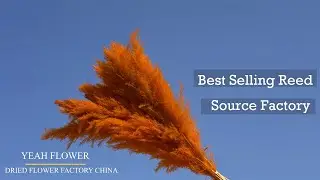 China Dried Flower Factory Best Selling Natural Reed Source