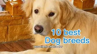 The 10 best lovable dog breeds