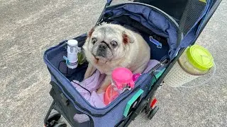 แบบจำลอง smart pet stroller control system (รถเข็นสัตว์เลี้ยงอัจฉริยะ)